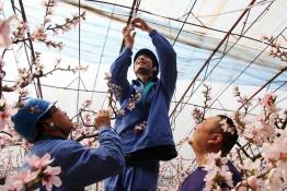 花開(kāi)時(shí)節(jié)保電忙