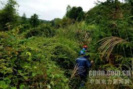 興安供電：清除樹(shù)障