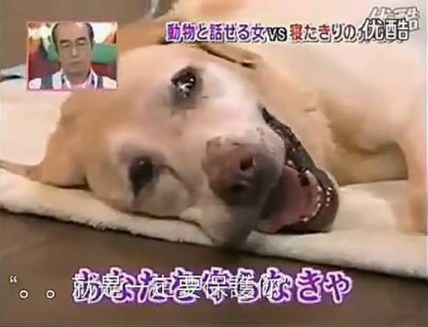 要讓人類聽懂動(dòng)物的語言，AI還需克服哪些難題？