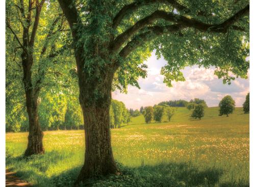 林業(yè)碳匯有益探索：可為塞罕壩林場帶來超億元收入