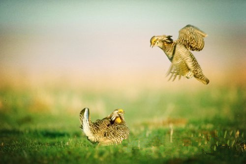 大自然保護(hù)協(xié)會(huì)認(rèn)為 風(fēng)能開發(fā)應(yīng)規(guī)避生態(tài)脆弱區(qū)