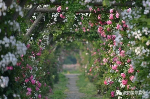 麥田國(guó)際——麥田里的守望者，“互聯(lián)網(wǎng)+農(nóng)業(yè)”的先行者