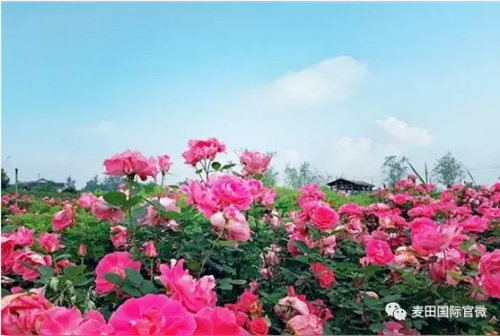 麥田國(guó)際——麥田里的守望者，“互聯(lián)網(wǎng)+農(nóng)業(yè)”的先行者