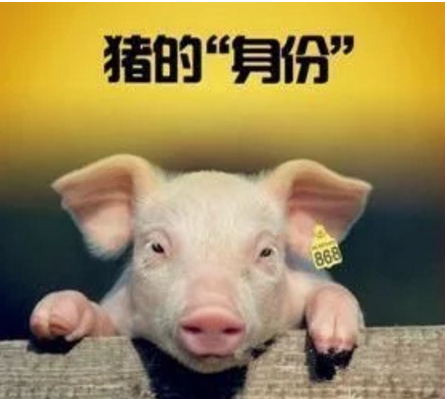 智能化養(yǎng)豬系統(tǒng)，現(xiàn)代化農(nóng)業(yè)發(fā)展之路