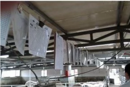 智能化養(yǎng)豬系統(tǒng)，現(xiàn)代化農(nóng)業(yè)發(fā)展之路