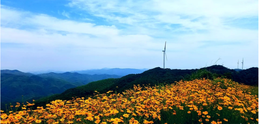 寧波一條風(fēng)電工程道路 變身“最美鮮花風(fēng)車公路”