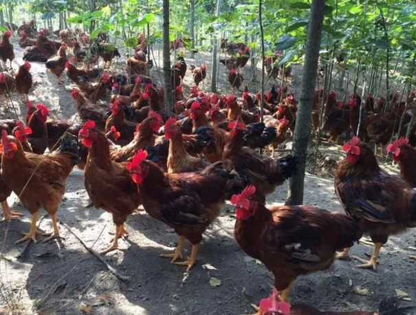 互聯(lián)網(wǎng)大佬的頂級(jí)飯局都吃啥？網(wǎng)友：看到了生態(tài)農(nóng)業(yè)的明天！