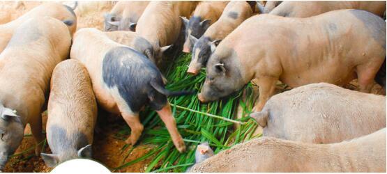 “互聯(lián)網+農業(yè)”前景好 千萬用戶涌入農產品眾籌市場掘金