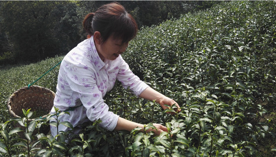 一乙雙平臺探索“互聯(lián)網(wǎng)+農(nóng)業(yè)” 促進城鄉(xiāng)共同發(fā)展