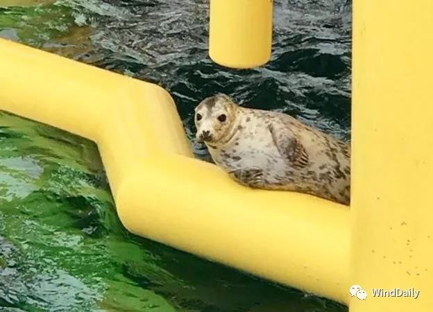 海上風(fēng)電破壞海洋生態(tài)？海豹：想多了！